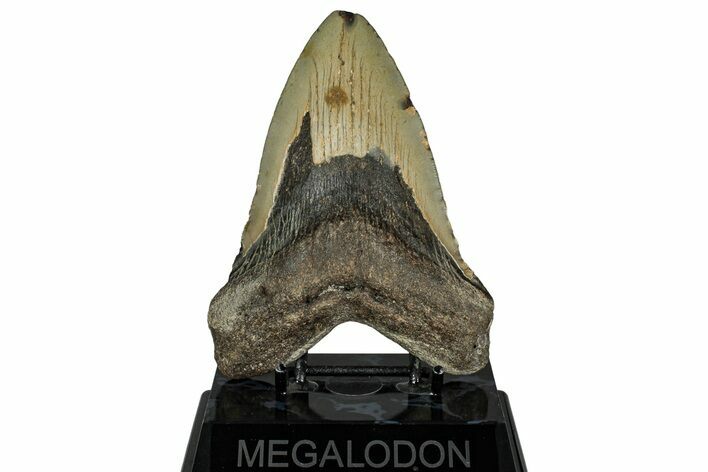 Fossil Megalodon Tooth - North Carolina #328425